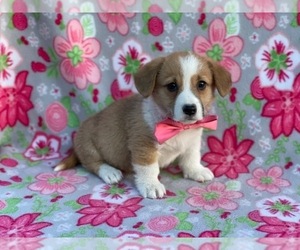 Pembroke Welsh Corgi Puppy for sale in LANCASTER, PA, USA