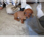 Small Photo #8 Dachshund Puppy For Sale in OWEN, WI, USA