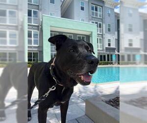 Labrador Retriever-Unknown Mix Dogs for adoption in Orlando, FL, USA