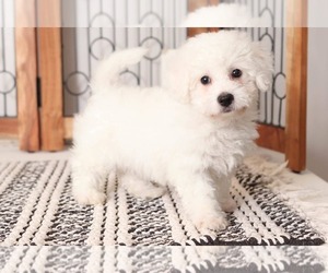 Maltichon Puppy for sale in NAPLES, FL, USA