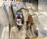 Small #1 American Pit Bull Terrier Mix