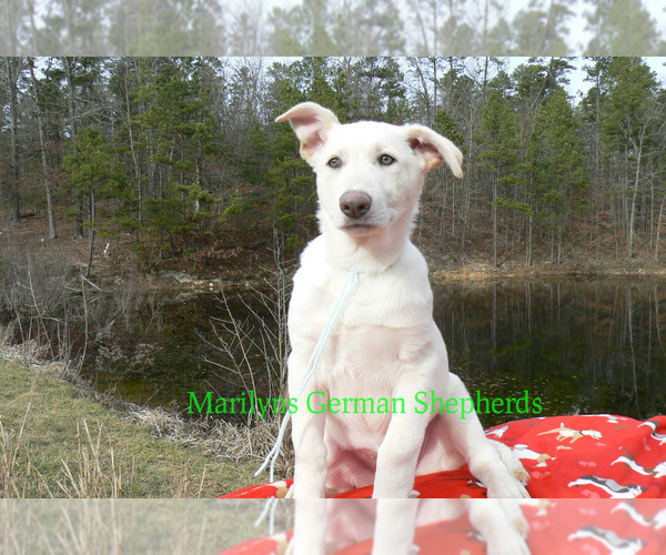 Medium Photo #4 German Shepherd Dog Puppy For Sale in PIEDMONT, MO, USA