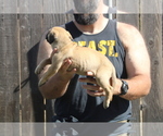 Small #7 Presa Canario