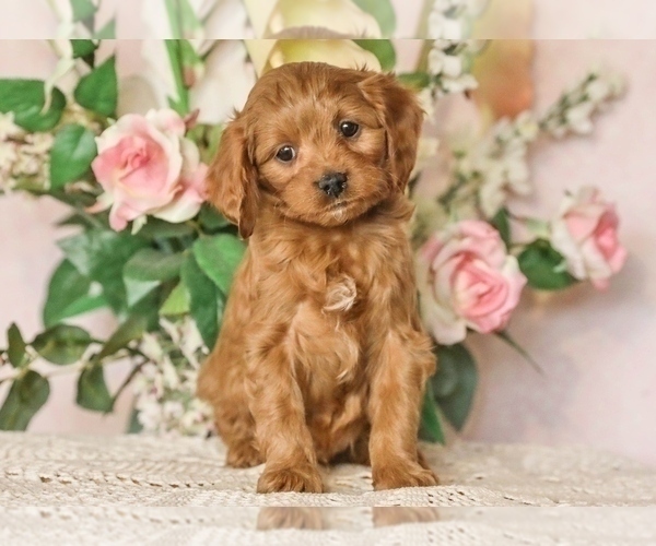 Medium Photo #3 Cavapoo Puppy For Sale in DENVER, PA, USA
