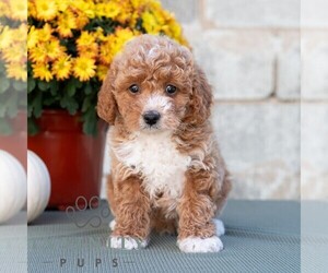 Poodle (Miniature) Puppy for sale in DORNSIFE, PA, USA