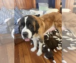 Small Photo #1 Saint Bernard Puppy For Sale in BARRINGTON, RI, USA