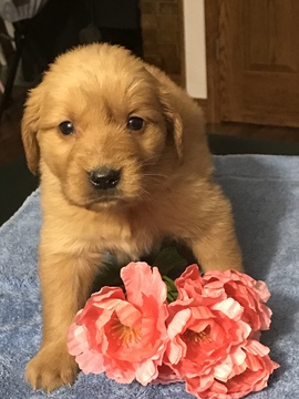 Medium Photo #4 Golden Retriever Puppy For Sale in ALTONA, IN, USA