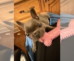 Small #22 French Bulldog