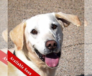 Charles - Male Mutt Dog for Adoption