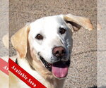 Charles - Male Mutt Dog for Adoption - Small photo