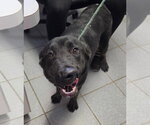 Small #2 Labrador Retriever Mix