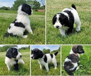 Poodle (Standard) Puppy for Sale in SUMMERSVILLE, Missouri USA