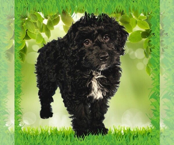 Medium Photo #1 Bernedoodle (Miniature) Puppy For Sale in PEYTON, CO, USA