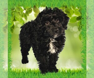 Medium Bernedoodle (Miniature)