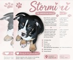 Puppy Stormi American Bully