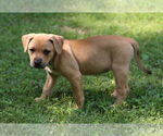 Small #2 Mutt