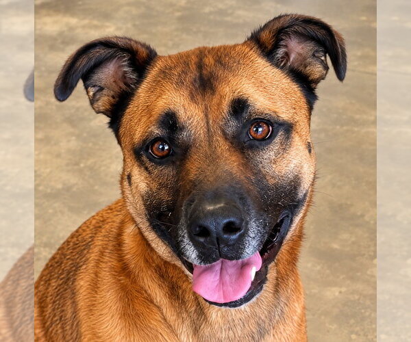 Medium Photo #13 German Shepherd Dog-Unknown Mix Puppy For Sale in Lake Forest, CA, USA
