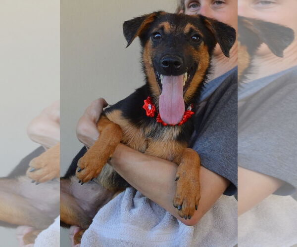 Medium Photo #4 Mutt Puppy For Sale in McKinney, TX, USA