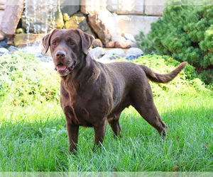 Mother of the Labrador Retriever puppies born on 06/18/2025