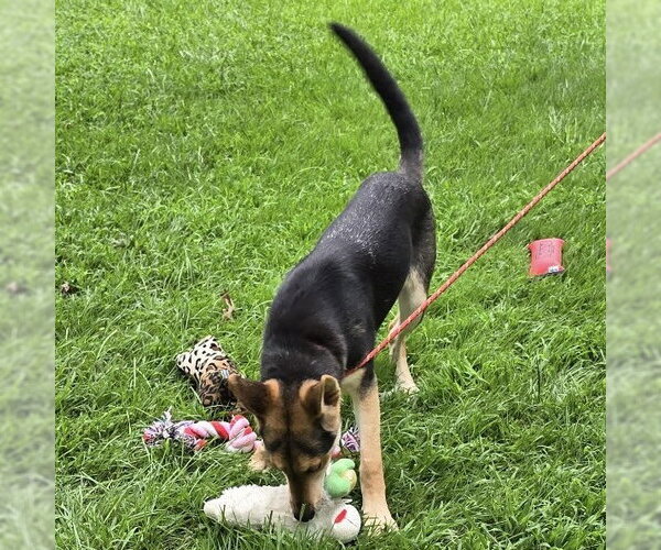 Medium Photo #4 German Shepherd Dog-Unknown Mix Puppy For Sale in Yardley, PA, USA