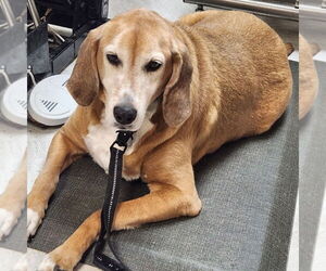 Mutt Dogs for adoption in Walnutport, PA, USA