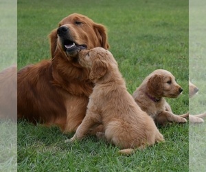 Father of the Goldendoodle puppies born on 10/15/2022