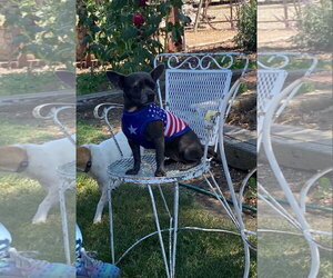 French Bulldog-Unknown Mix Dogs for adoption in Lindsay, CA, USA