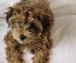 Small #6 Havanese