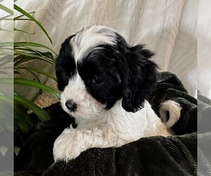 Cavapoo Puppy for sale in PORTLAND, OR, USA