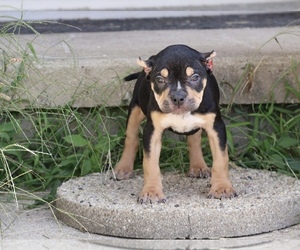 American Bully Puppy for sale in CHAMPAIGN, IL, USA