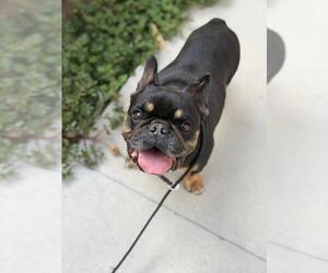 REMO - Male French Bulldog Dog for Adoption - Photo #2