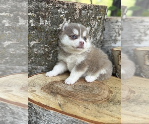 Medium Photo #16 Pomsky Puppy For Sale in STAPLES, MN, USA