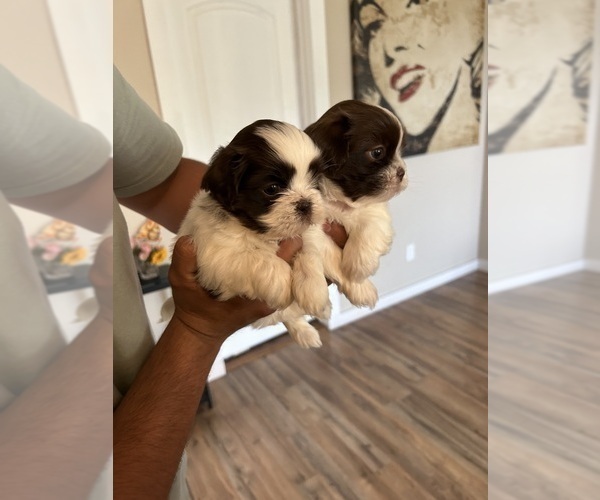 Medium Photo #2 Shih Tzu Puppy For Sale in DEL VALLE, TX, USA