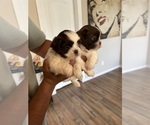 Small #1 Shih Tzu