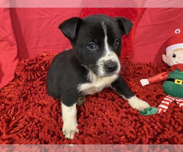 Medium Photo #1 Border Collie-Unknown Mix Puppy For Sale in Modesto, CA, USA