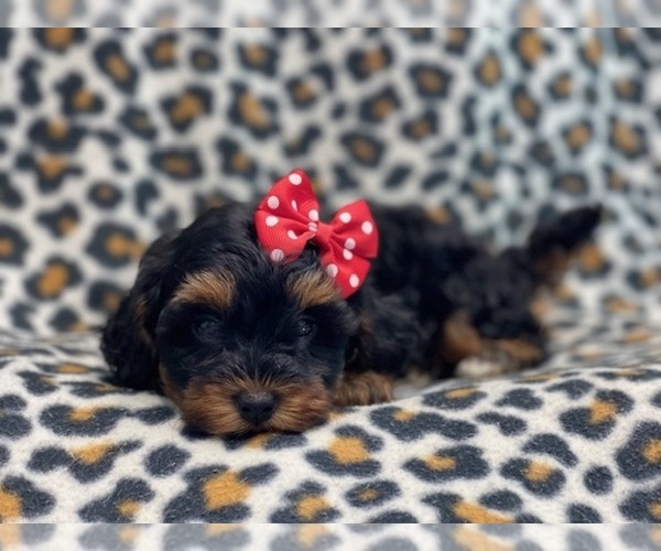 Full screen Photo #4 YorkiePoo Puppy For Sale in LAKELAND, FL, USA