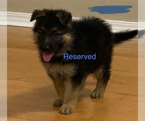 German Shepherd Dog Puppy for Sale in GILMER, Texas USA