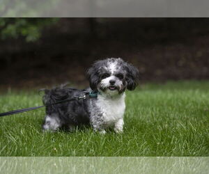Lhasa-Poo Dogs for adoption in Arlington, VA, USA