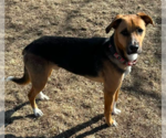 Small #11 Beagle Mix