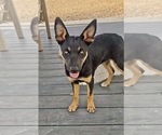 Small #2 Australian Kelpie