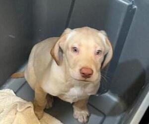 Labrador Retriever Puppy for Sale in RIVERVIEW, Florida USA