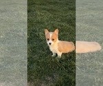 Small #1 Pembroke Welsh Corgi