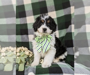 Miniature Bernedoodle Puppy for sale in OXFORD, PA, USA