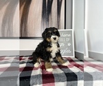 Small Photo #4 Bernedoodle (Miniature) Puppy For Sale in FRANKLIN, IN, USA