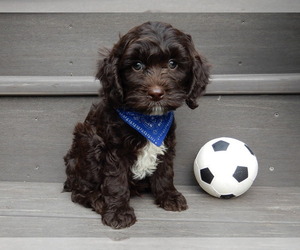 Cockapoo Puppy for sale in MILLERSBURG, OH, USA