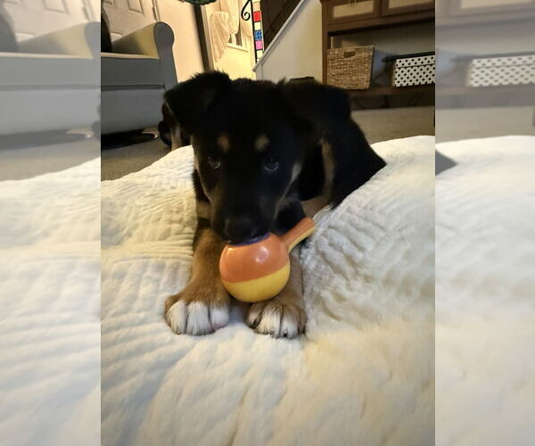 Medium Photo #4 Mutt Puppy For Sale in Springdale, PA, USA