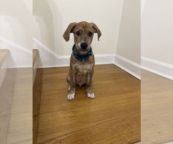 Medium Photo #10 Labrador Retriever-Plott Hound Mix Puppy For Sale in Brewster, NY, USA