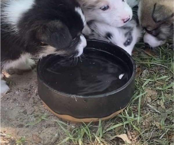 Medium Photo #6 Pembroke Welsh Corgi Puppy For Sale in BRANDON, FL, USA