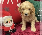 Small #1 Goldendoodle (Miniature)