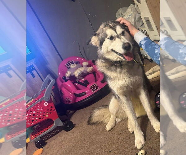 Medium Photo #1 Alaskan Malamute Puppy For Sale in Benton, PA, USA